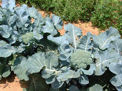 열린 땅에서 브로콜리 재배