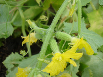 온실에서 오이가 자라지 않는 이유는 다음과 같습니다. 오이의 씨방이 너무 많은데도 자라지 않기 때문입니다.