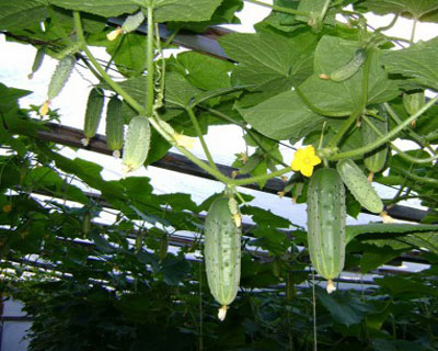 온실에서 오이 배아가 노랗게 변하는 이유는 무엇이며, 어떻게 해야 합니까?