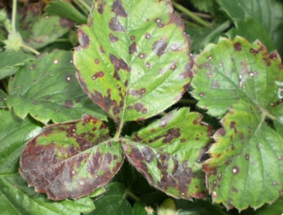 딸기 질병: 사진과 치료