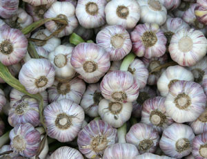 정원에서 마늘을 수확하는 시기