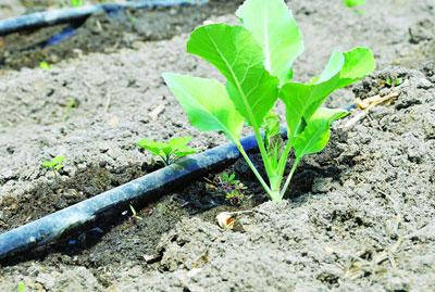 양배추: 열린 땅에 심기 및 관리