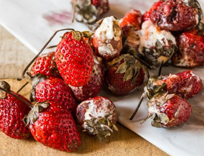 딸기 질병: 사진과 치료