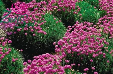 아르메리아 사진