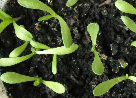 씨앗에서 얻은 아르메리아