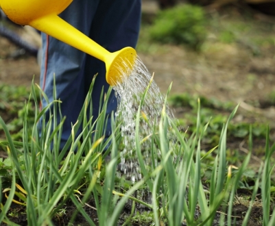 마늘이 노랗게 변하고 있어요: 물 주고 비료 주는 방법