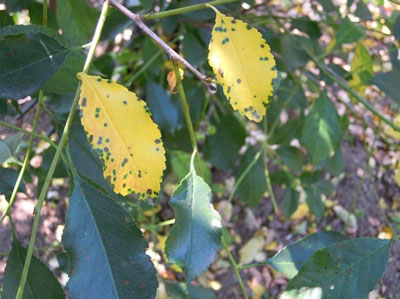 벚꽃나무 질병: 사진과 치료 방법을 포함한 설명