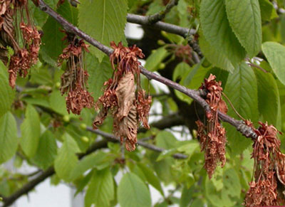 벚꽃나무 질병: 사진과 치료 방법을 포함한 설명