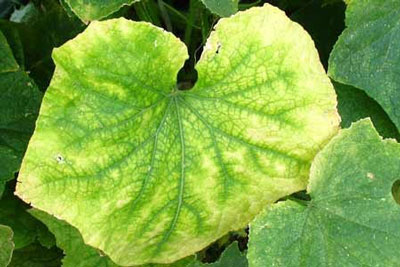 온실에서 오이 잎이 노랗게 변하는 이유는 무엇이며, 이를 어떻게 처리해야 합니까?