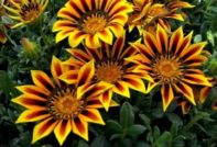 가자니아 재배 및 관리