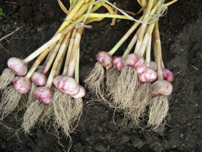 정원에서 마늘을 수확하는 시기