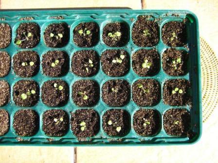 씨앗에서 나온 휴케라