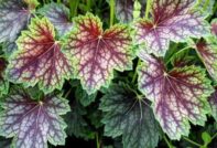 Heuchera 심기 및 관리 사진