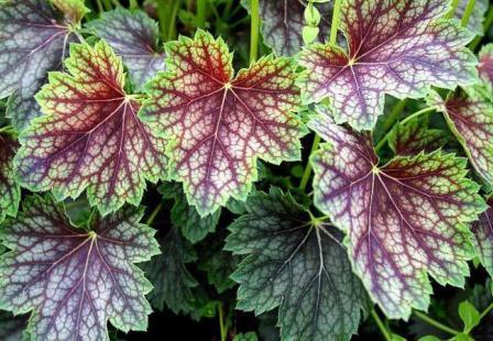 Heuchera 심기 및 관리 사진
