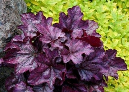 휴케라 퍼플 캐슬