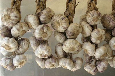 정원에서 마늘을 수확하는 시기