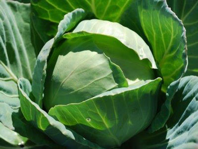 양배추: 열린 땅에 심기 및 관리