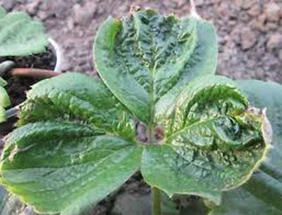 딸기 질병: 사진과 치료