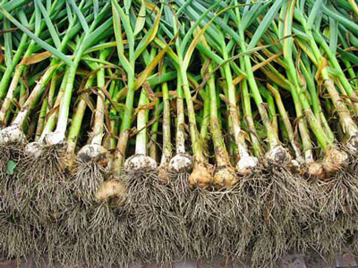 정원에서 마늘을 수확하는 시기