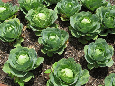 양배추: 열린 땅에 심기 및 관리