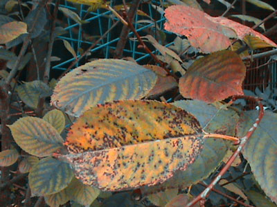 벚꽃나무 질병: 사진과 치료 방법을 포함한 설명