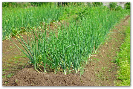 정원에 양파가 있는데, 어떻게 해야 하나요?