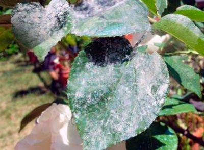 장미의 흰가루병