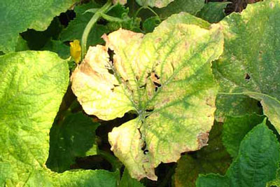 온실에서 오이 잎이 노랗게 변하는 이유는 무엇이며, 이를 어떻게 처리해야 합니까?