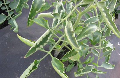 온실에서 토마토 잎이 말리는 이유는 무엇인가요? 어떻게 해야 하나요?