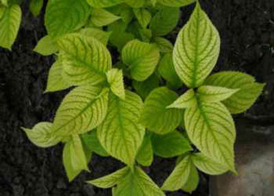 수국은 왜 꽃을 피우지 않고 잎만 맺을까요?