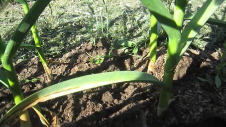 마늘: 무엇으로 물을 주어야 할까?