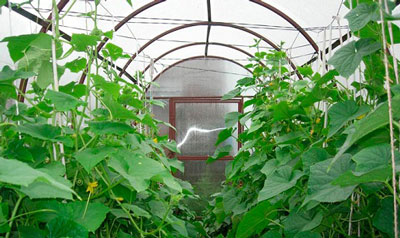 온실에서 오이 배아가 노랗게 변하는 이유는 무엇이며, 어떻게 해야 합니까?