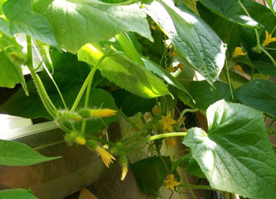 온실에서 오이가 자라지 않는 이유는 다음과 같습니다. 오이의 씨방이 너무 많은데도 자라지 않기 때문입니다.