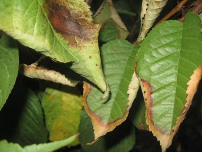 벚꽃나무 질병: 사진과 치료 방법을 포함한 설명