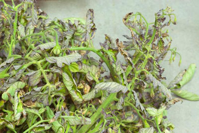 온실에서 토마토 잎이 말리는 이유는 무엇인가요? 어떻게 해야 하나요?