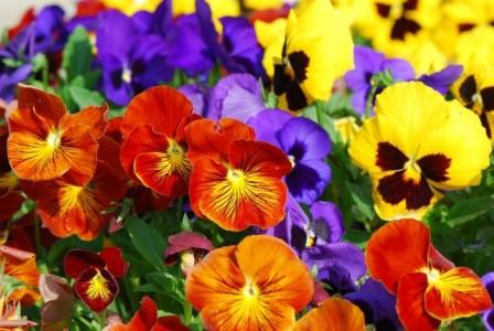 집에서 비올라 연주하기