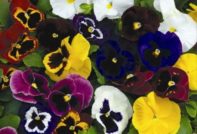 씨앗에서 자라는 비올라