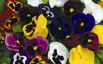 씨앗에서 자라는 비올라