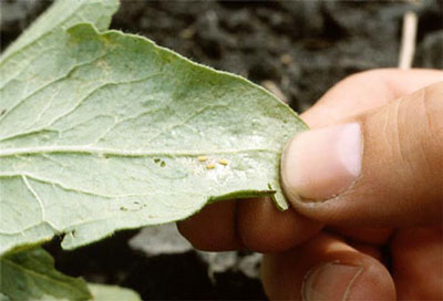 온실에서 토마토 잎이 말리는 이유는 무엇인가요? 어떻게 해야 하나요?