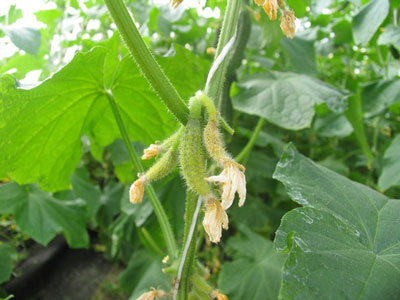 온실에서 오이 배아가 노랗게 변하는 이유는 무엇이며, 어떻게 해야 합니까?