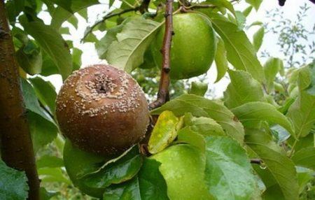 사과나무 질병과 방제 - 사진, 어떤 종류의 질병인가요?