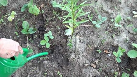 두더지 귀뚜라미를 없애는 방법