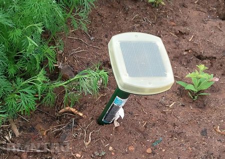 두더지 귀뚜라미를 영원히 없애는 방법