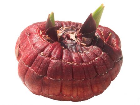 발아를 위해 글라디올러스를 꺼내야 할 때