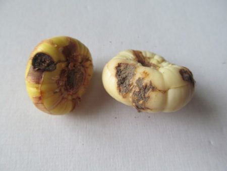 발아를 위해 냉장고에서 글라디올러스를 꺼내는 시기