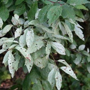 밀키샤인 사과나무