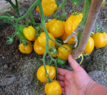 모스크바 지역의 야외 토마토