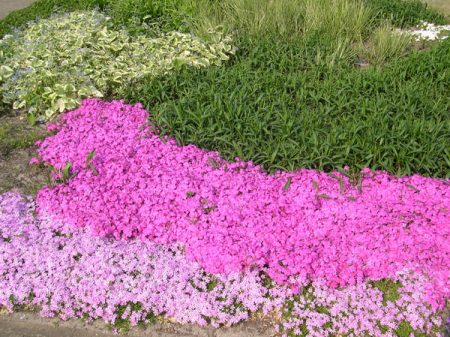 섬엽플록스 - 심기