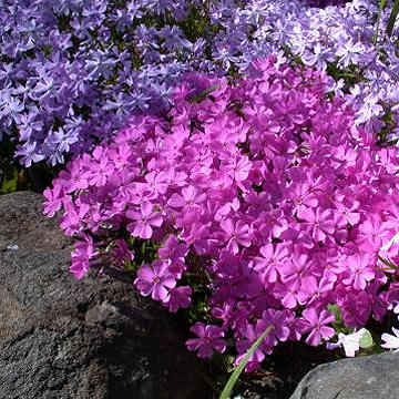 섬모체 플록스, 사진