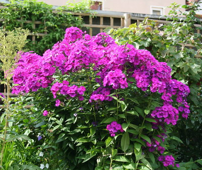 플록스 - 열린 땅에서의 관리